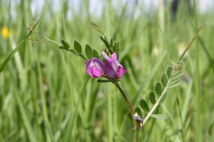 vicia sativa (1200 x 800)